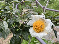 Camellia granthamiana