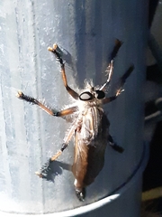 Neoaratus hercules