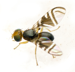 Tephritidae