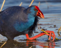 Porphyrio porphyrio