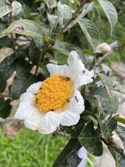 Camellia granthamiana