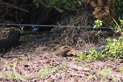 Dasyornis broadbenti