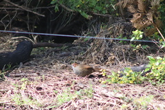 Dasyornis broadbenti