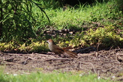 Dasyornis broadbenti