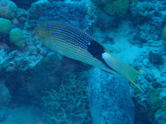 Bodianus loxozonus