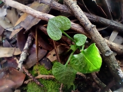 Pterostylis trullifolia