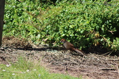 Dasyornis broadbenti