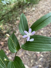 Tripladenia cunninghamii