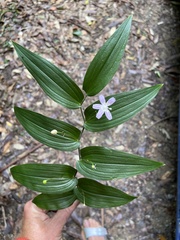 Tripladenia cunninghamii