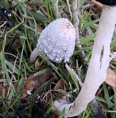 Coprinus comatus