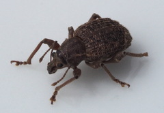 Phlyctinus callosus