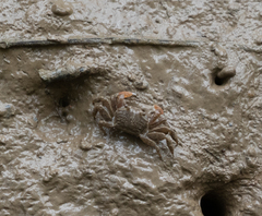 Ilyoplax formosensis