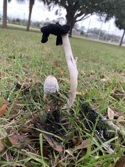 Coprinus comatus
