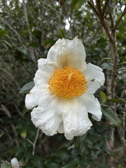 Camellia granthamiana