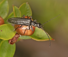 Ischnomera sublineata