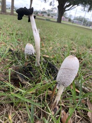 Coprinus comatus