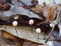 Collybiopsis quercophila