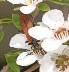 Pseudolycus rufipennis