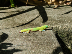 Phelsuma laticauda laticauda