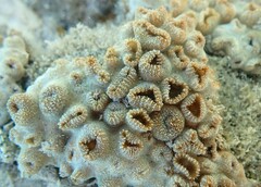 Palythoa