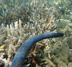 Emydocephalus annulatus