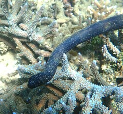 Emydocephalus annulatus