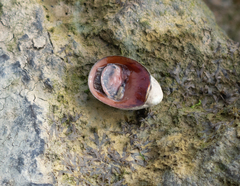 Nerita albicilla