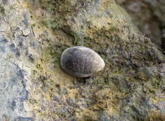 Nerita albicilla