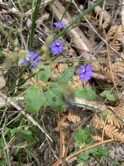 Dampiera hederacea