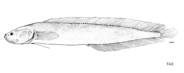 Dipulus