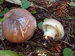 Gomphidius oregonensis