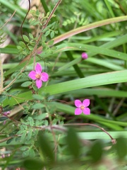 Boronia gracilipes