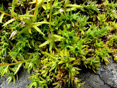 Saxifraga aspera