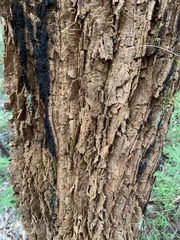 Allocasuarina decussata