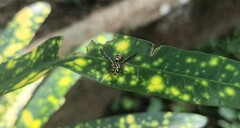 Ropalidia flavobrunnea