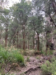 Allocasuarina decussata