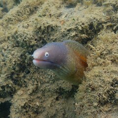 Gymnothorax thyrsoideus