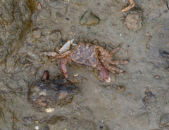 Metopograpsus quadridentatus