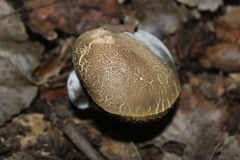 Hypomyces