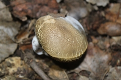 Hypomyces