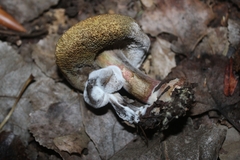Hypomyces