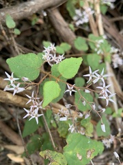 Lasiopetalum floribundum
