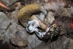 Hypomyces