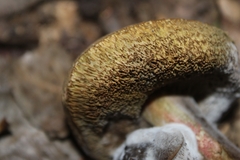 Hypomyces
