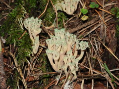 Ramaria apiculata