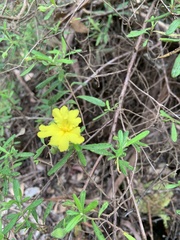 Hibbertia furfuracea