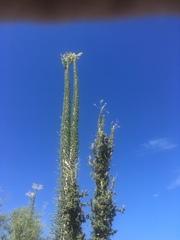 Fouquieria columnaris