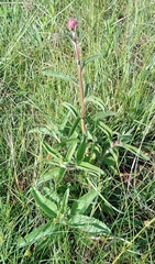 Campuloclinium macrocephalum