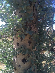 Fouquieria columnaris