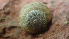 Xerotricha conspurcata